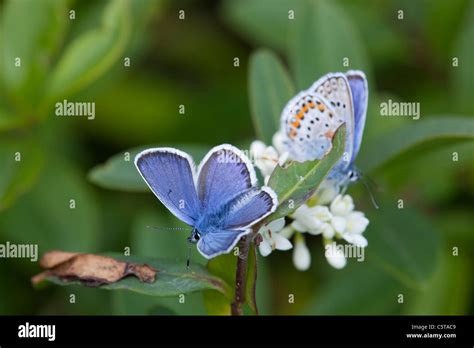 Silver Studded Blue Butterflies Plebejus Argus Males Cornwall Uk