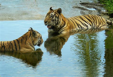 Sumatran Tigers Endangered Sumatran Tiger Body Parts Sold Flickr