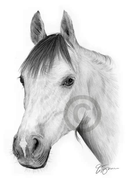 Arab Stallion Pencil Drawing Print A3 A4 Sizes Signed By Artist Gary