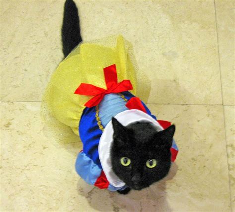 Cats In Costume Cats Photo 41560377 Fanpop