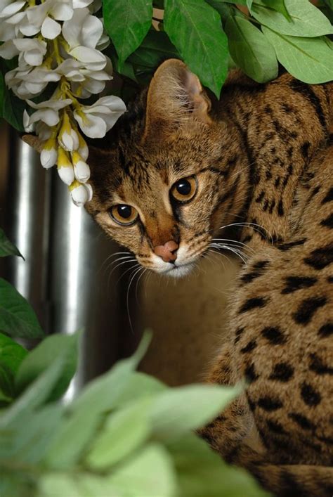 17 Best Images About Savannah Cat On Pinterest Cats