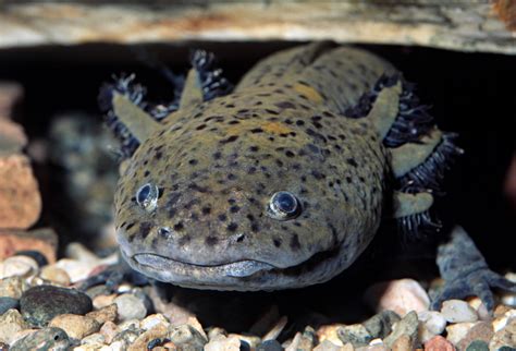 Fascinating Facts About The Axolotl