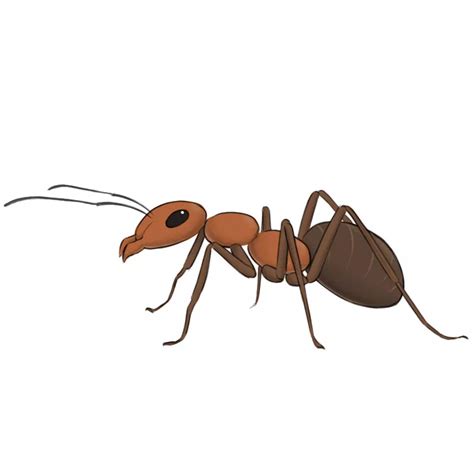 How To Draw An Ant Easy Drawing Art