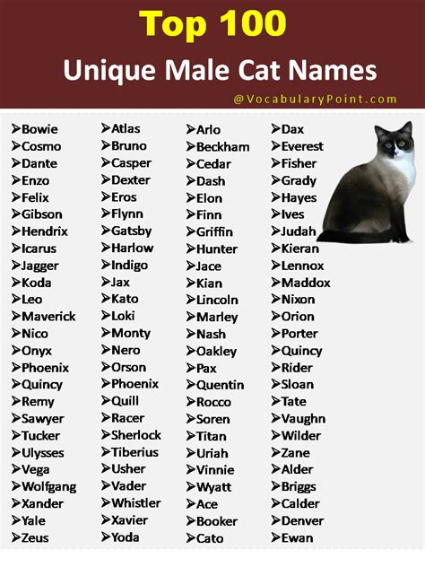 150 Unique Cat Names In English Black Gray And Kitten Vocabulary