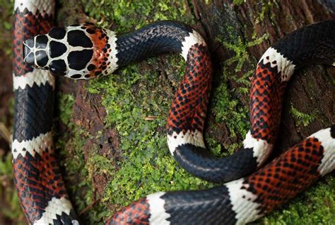 Coral Snakes Types Facts Bites And Farts