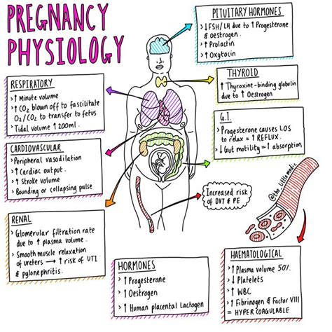 Pregnancy Physiology Medizzy