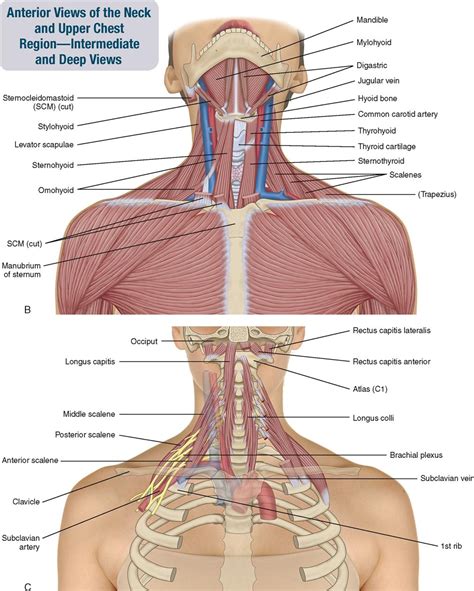 In most tetrapods, ribs surround the chest, enabling the lungs to expand and thus facilitate breathing by expanding the chest cavity. Proper Anatomical Name For Muscles Around Rib Cage / 8 Muscles Of The Spine And Rib Cage ...