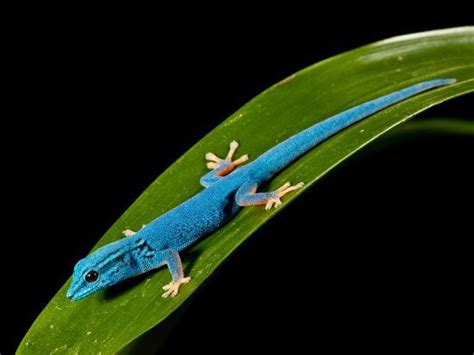 Electric Blue Day Gecko Lygodactylus Williamsi Native To Tanzania
