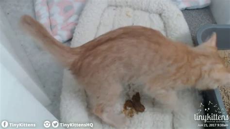 Veterinary Practice How Do Kittens Poop