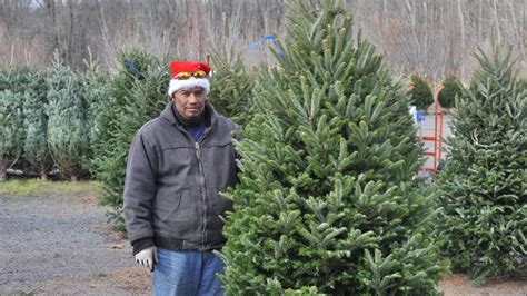 Serbian Doug Fir And Norway Spruce Christmas Trees Bucks County Youtube
