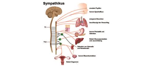 Das Nervensystem Der Querschnittde