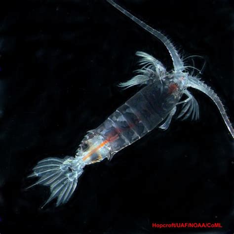 Zooplankton Biodiversity Smithsonian Ocean
