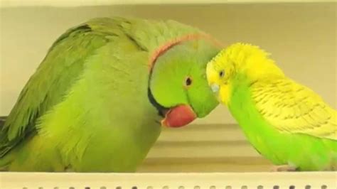 Parakeet And Indian Ringneck In Love Youtube