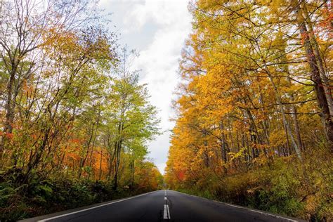 Road Through Autumn Forest