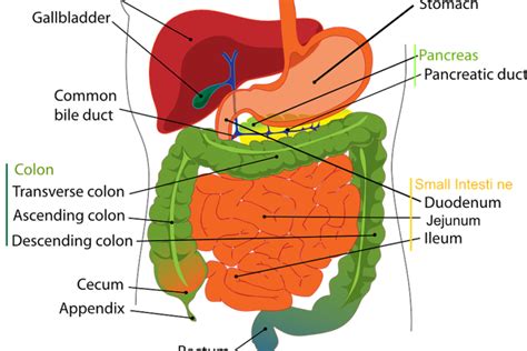 Anatomie A Z Organe Im Menschlichen Körper Aufgaben Funktion