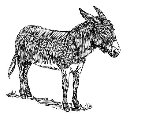 Donkey Clipart Illustration Free Stock Photo Public Domain Pictures