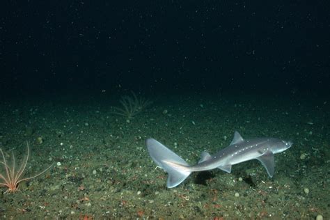 Noaas National Ocean Service Ocean Images Spiny Dogfish