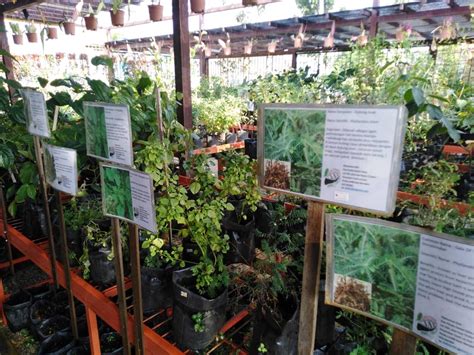 Tumbuhan herba di malaysia pokok misai kucing  alam : Konservasi Tumbuhan Herba Alternatif Perubatan Moden ...