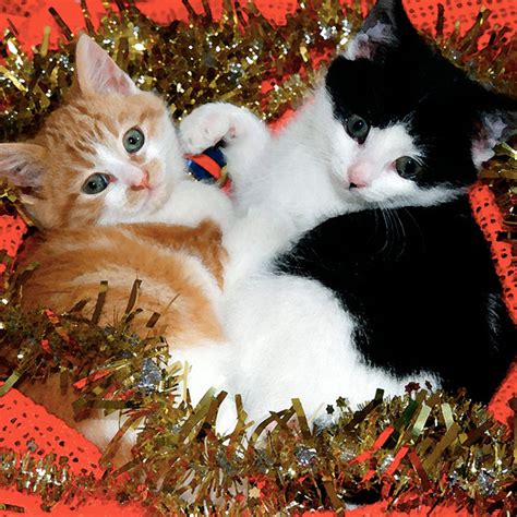 Cute Christmas Kittens 26 Pics