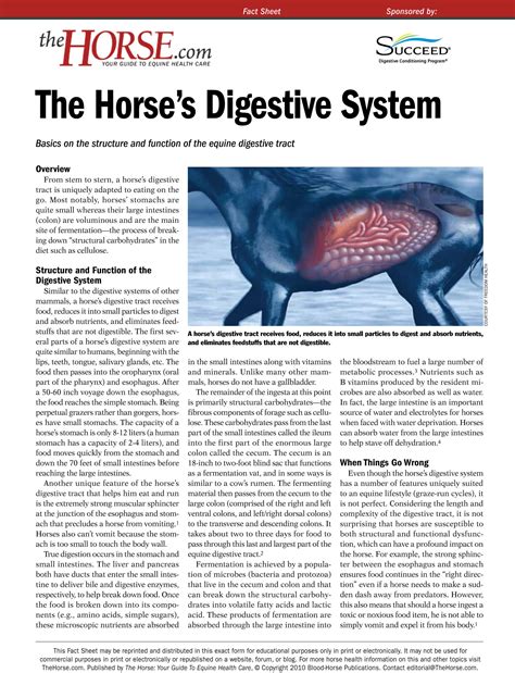 The Horses Digestive System The Horse