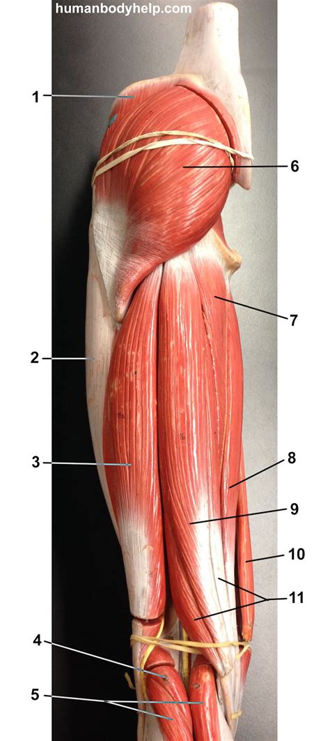Posterior Thigh Old Model Human Body Help