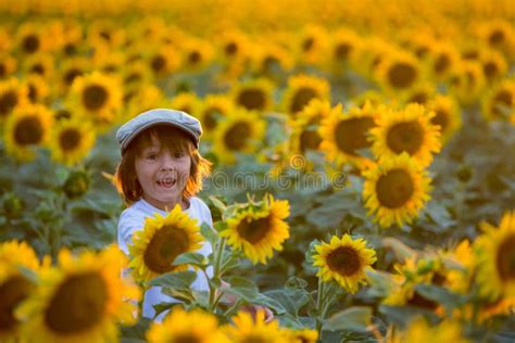 Cute Child With Sunflower In Summer Sunflower Field On Sunset Stock