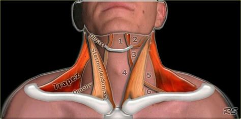 Pin By Peter Matov On Neck Anatomy Of The Neck Neck Exercises