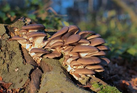 Filepleurotus Ostreatus Oyster Mushroom Enfield Uk Wikimedia