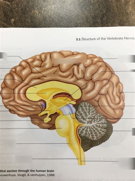 Brain Structures Part Diagram Quizlet