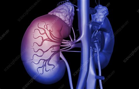 Blood Supply Of The Kidneys Stock Image F0022923 Science Photo