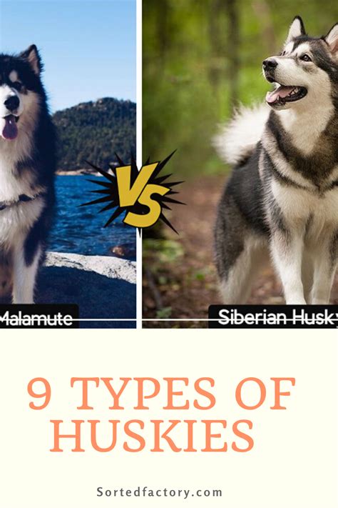 Nine Types Of Huskies Complete Breed Guide Info And Pictures Alaskan