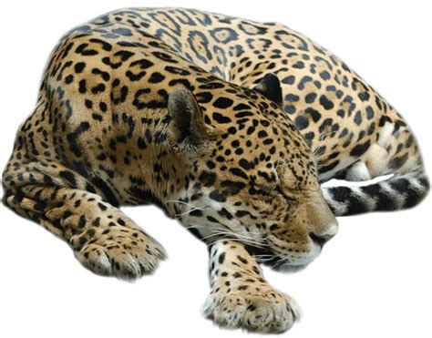 Leopard Clipart Chettah Leopard Chettah Transparent Free For Download