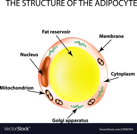 Anatomical Structure Fat Cells Royalty Free Vector Image