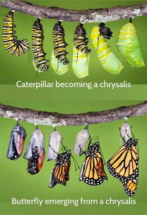 Caterpillar Chrysalis Butterfly Monarch Butterfly Garden