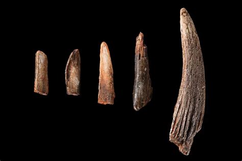 Bone Tools The Smithsonian Institutions Human Origins Program