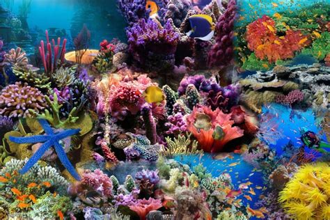 Red Sea Coral Reef Fish Wallpaper Free Reef Downloads