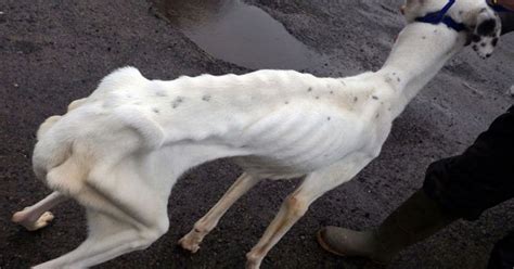 Skinniest Dog Alive Awful Pics Show Neglected Pup Who Is Literally