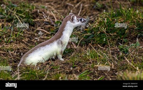 Ermine Stoat Short Tailed Weasel Mustela Erminea In Change Of Coat