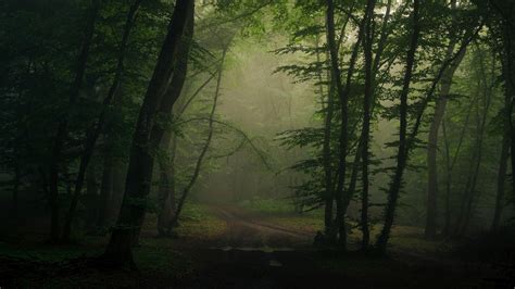 Foggy Forest Wallpaper 4k