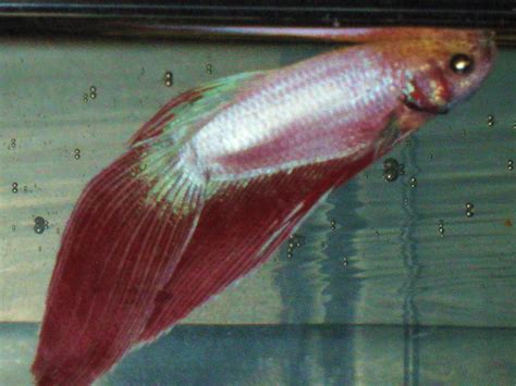 Male betta fish should not be placed in the same aquarium as another male betta. Salt Life: Male Betta