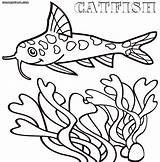 Catfish Coloring sketch template