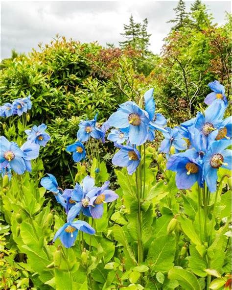 On en profite en toute saison. 2 Pavots bleus de l'Himalaya | Jardin d'ombre, Jardins, Arbustes à feuillage persistant