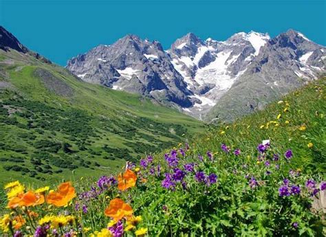 Des Fleurs De Montagne à Découvrir En Randonnée Fédération Française