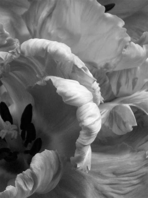 Marthas Vienna Parrot Tulips In Black And White