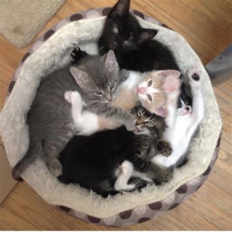 Basket Of Kittens Cats