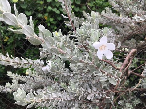 Leucophyllum frutescens (texas ranger) is a rounded, dense, evergreen shrub noted for its attractive, soft to the touch, silvery leaves, 1 in. Leucophyllum fructescens (Texas Ranger)