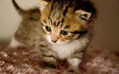 Cute Kitten Desktop Wallpaper 60 Images