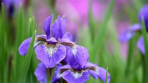 Download Wallpaper 1920x1080 Irises Flowers Petals Lilac Full Hd