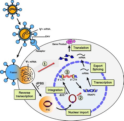 Retrovirus Vectors Toward The Plentivirus Molecular Therapy