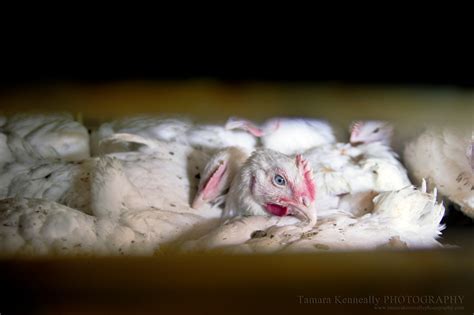 Born To Die The Life Of A Broiler Chicken Tamara Kenneally Photography